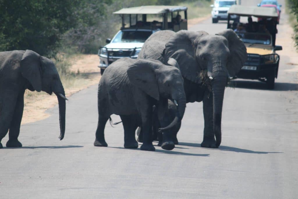 Elephants Kruger National Park