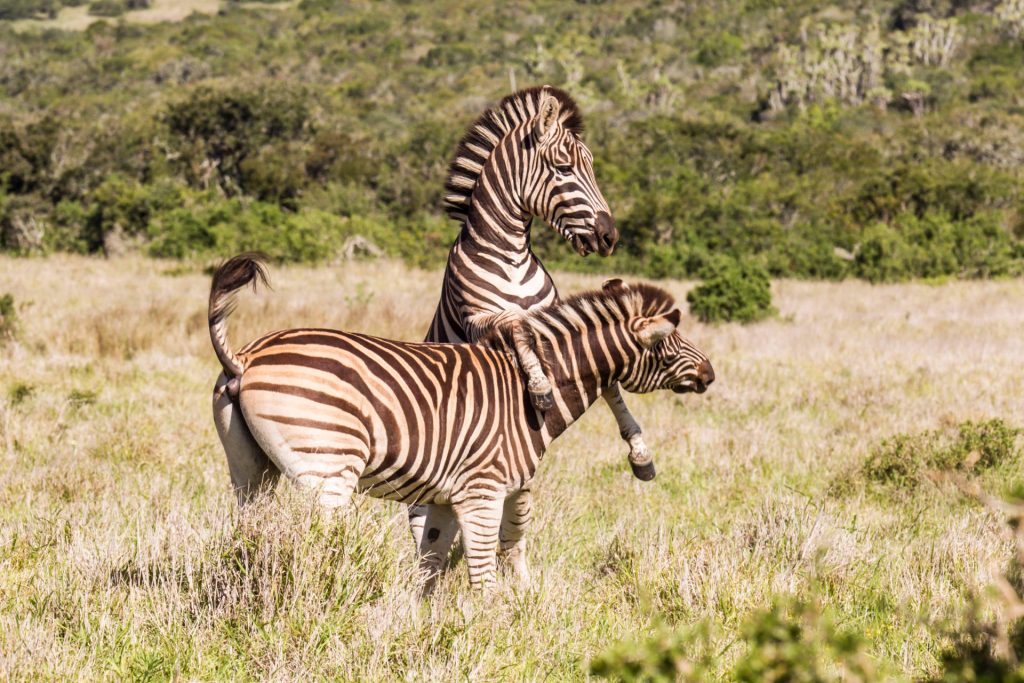 Kruger National Park 3 Days Best Ever Safari from Cape Town