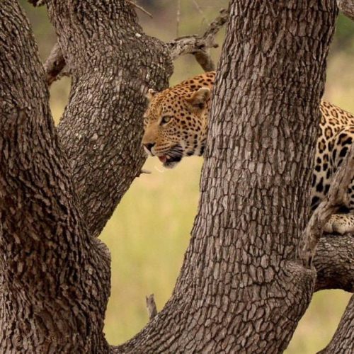 Kruger National Park Magical Day Safari From Johannesburg