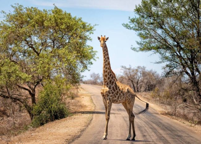 A giraffe stands on a paved road amidst the dry savanna landscape during a 6-day adventure through Kruger and Johannesburg, with sparse trees and a clear blue sky as its backdrop.