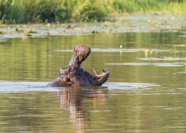 A hippopotamus with its mouth open emerges from a calm, greenish river on the 6 Days Kruger and Johannesburg tour, surrounded by lush vegetation. The sunlight casts reflections on the water's surface.