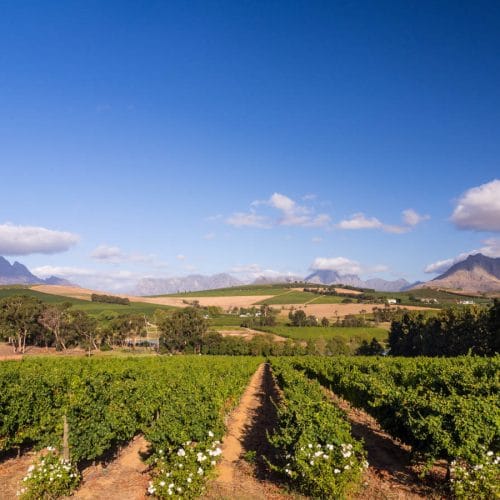 A vibrant vineyard stretches into the distance under a clear blue sky. Rolling hills and mountains provide a scenic backdrop. Neatly arranged grapevines are interspersed with white flowers, creating a picturesque landscape.