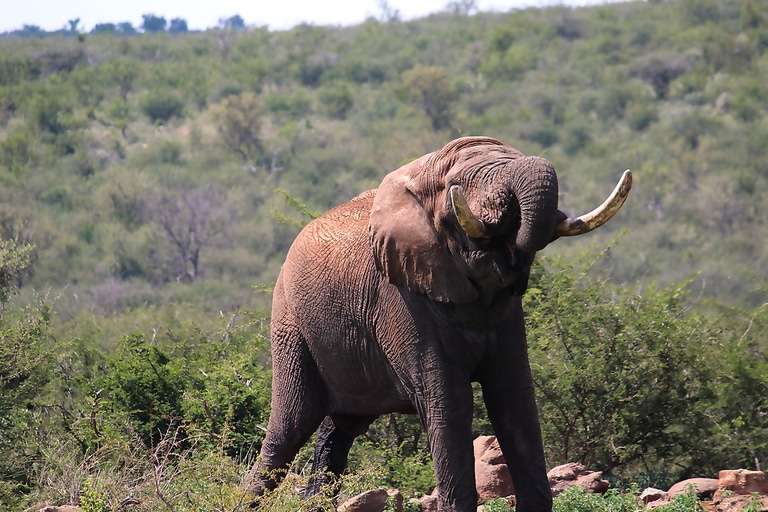 Kruger National Park