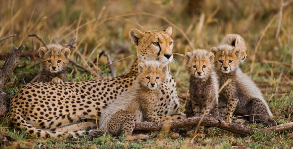 A cheetah mother lies on the grass, surrounded by four playful cubs. The cubs have fluffy fur and are curiously exploring their surroundings. The setting is a grassy area with scattered dry branches.