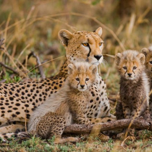 A cheetah mother lies on the grass, surrounded by four playful cubs. The cubs have fluffy fur and are curiously exploring their surroundings. The setting is a grassy area with scattered dry branches.