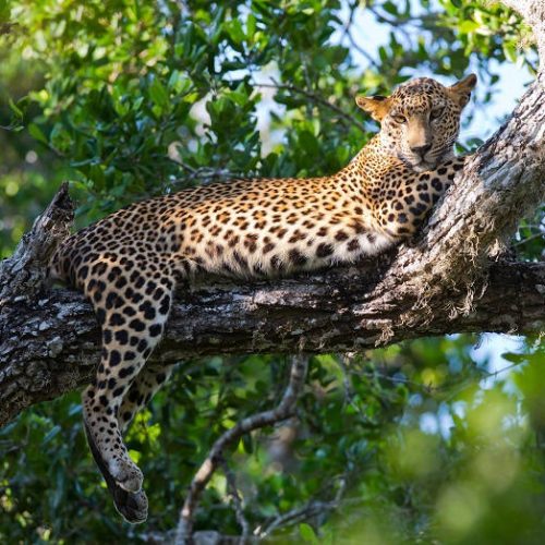 Kruger National Park 2 Days 1 Night Magical safari