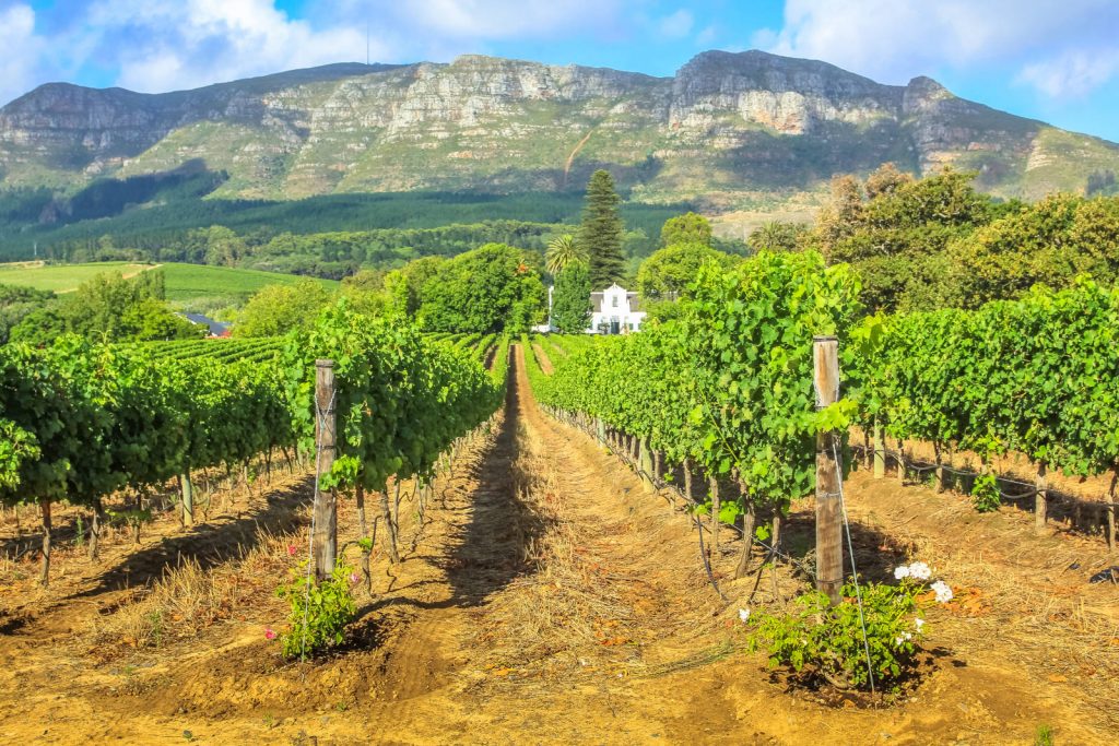 A vibrant vineyard stretches into the distance, with rows of grapevines leading to a white house. Lush greenery and mountains form the backdrop under a partly cloudy sky—a perfect setting for a full day Cape Winelands tour.