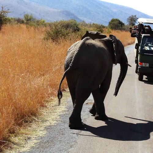 An elephant walks down a road in a savannah, accompanied by a safari vehicle full of tourists taking photos. Dry grass and distant hills are visible under clear skies.