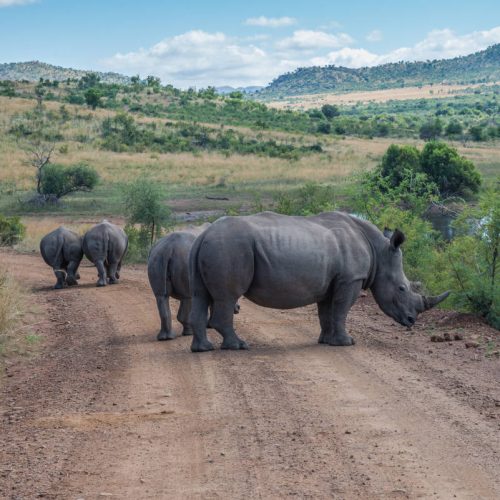 Three rhinoceroses walk along a dirt path in a grassy landscape with a river and hills in the background. The skies are partly cloudy, and the scene is set in a natural, open environment.