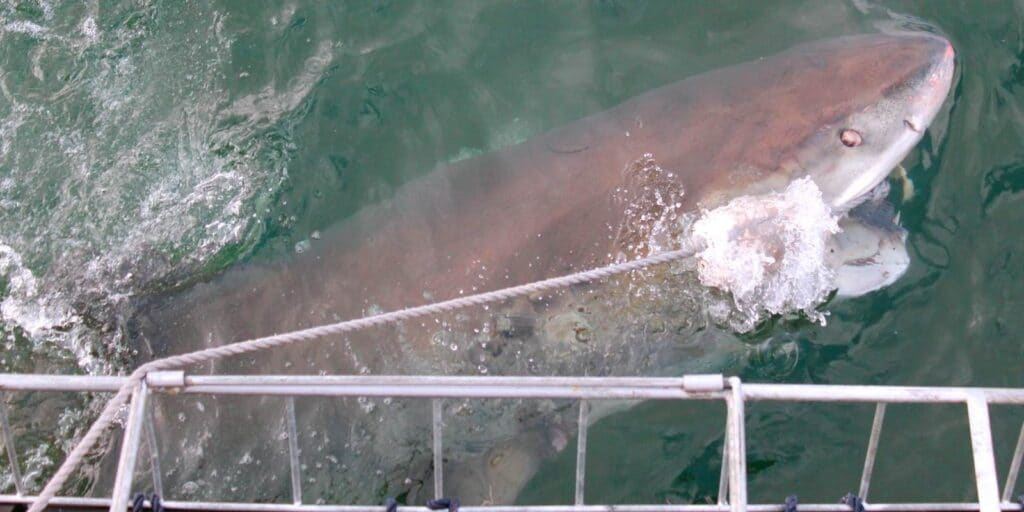 In the murky green water, a large shark surfaces near a metal railing, its mouth open and a rope floating nearby—a thrilling scene straight out of a private shark diving adventure.