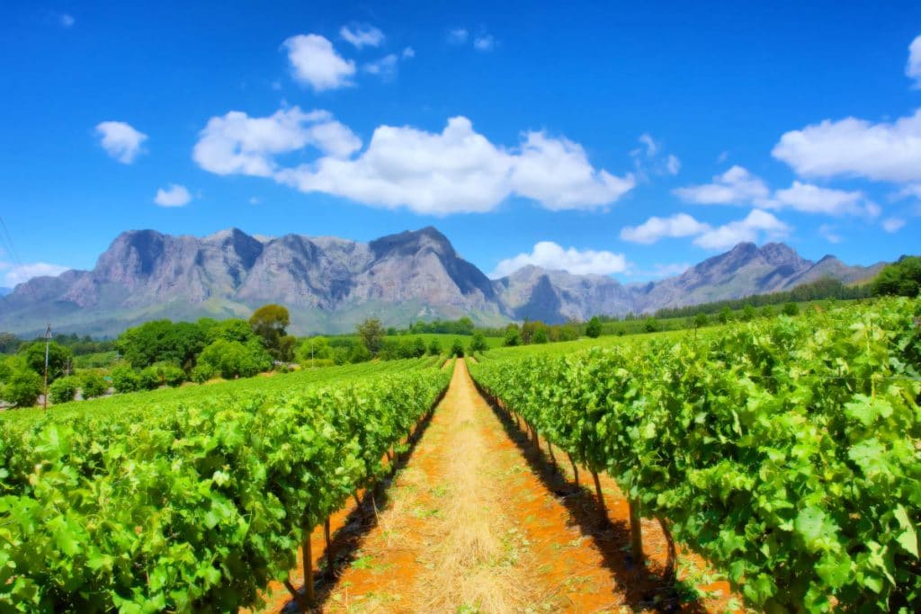 A lush vineyard stretches into the distance under a bright blue sky with scattered clouds. Majestic mountains rise in the background, providing a dramatic backdrop to the rows of vibrant green vines.