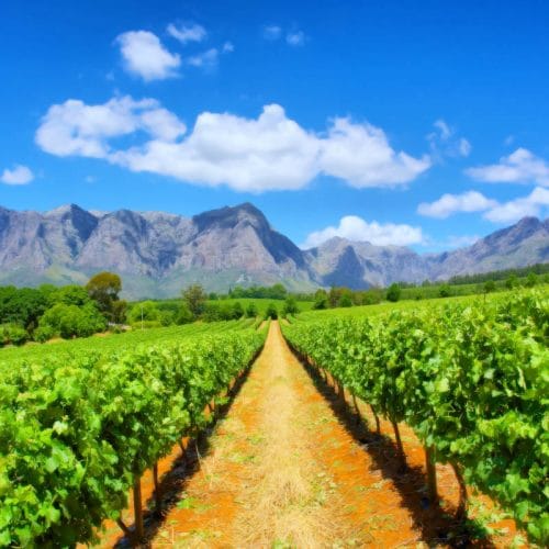 A lush vineyard stretches into the distance under a bright blue sky with scattered clouds. Majestic mountains rise in the background, providing a dramatic backdrop to the rows of vibrant green vines.