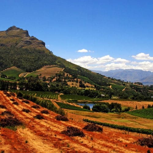 Vibrant landscape of a vineyard with rows of red soil, green vines, and rolling hills under a blue sky. Mountains in the background create a scenic backdrop, with patches of trees and a small pond visible.