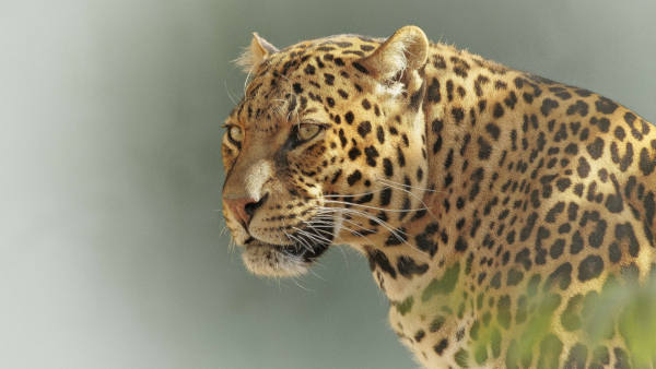 A close-up image of a leopard gazing sideways. Its coat features distinctive black rosettes on a golden background. The background is softly blurred, highlighting the leopards intense expression and majestic presence.