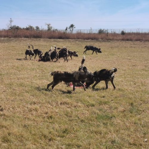 A group of wild dogs is playing on a grassy field under a clear blue sky. Some dogs are running while others are in a pack in the background. Sparse trees and a fence line the horizon.