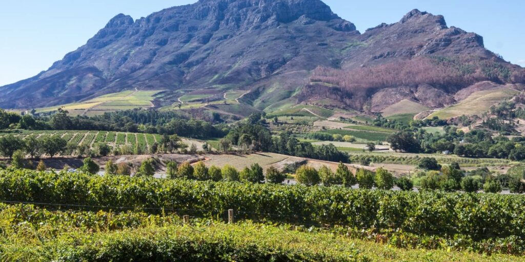 CAPE WINELANDS