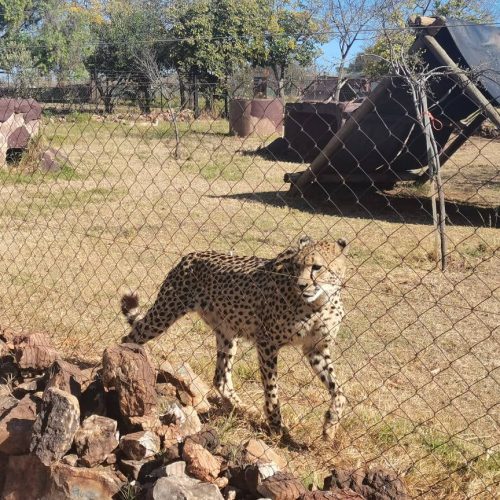 A cheetah stands near a wire fence in an enclosure at a wildlife park. In the background, there are rocks, a structure with a ramp, and trees under a clear blue sky.