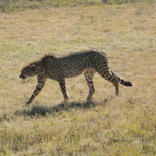 A cheetah walking gracefully on dry grass in a sunlit field. The background is a mix of greenery and open space, highlighting the cheetahs distinctive spotted coat and slender build.