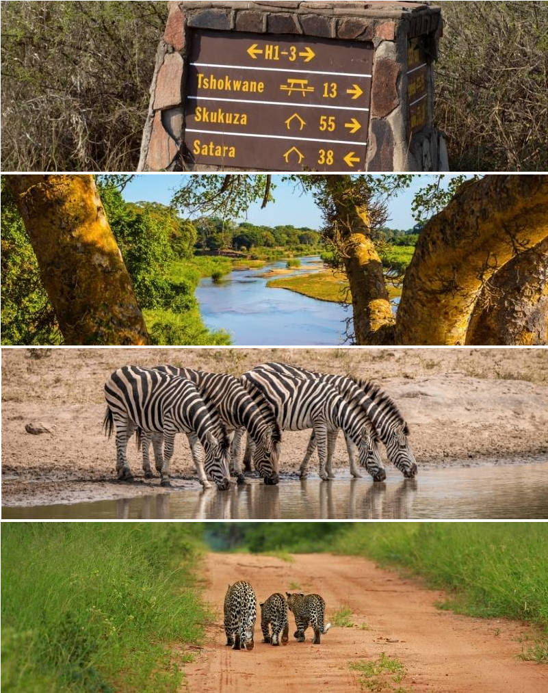 Four images capturing the essence of an Africa tour: a signpost guiding adventurers in a natural park, a serene river with lush surroundings, zebras gracefully drinking at the riverbank, and two majestic leopards strolling down a dirt road.