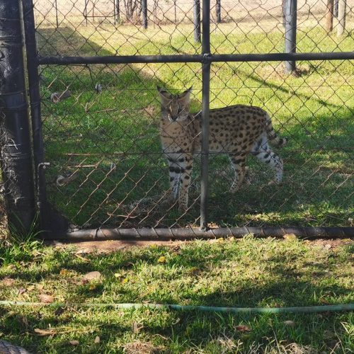 A serval with spotted fur stands behind a metal fence on grass, with sunlight casting shadows. In the background, trees and more fencing are visible.