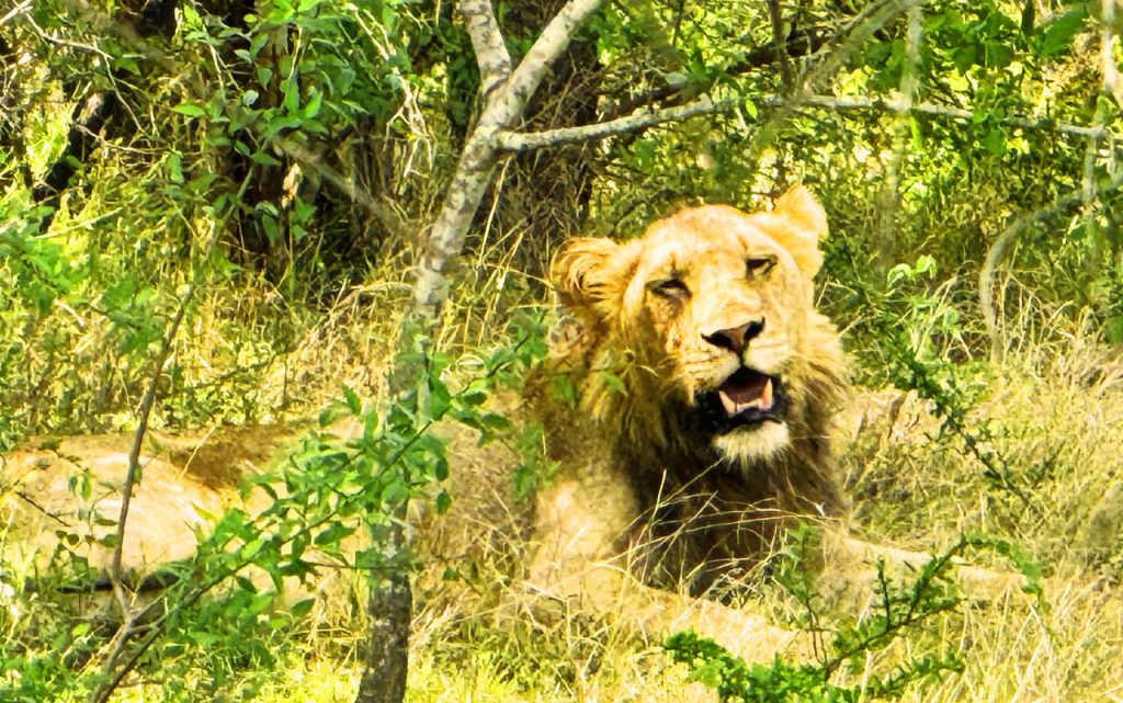 A lion rests in the grass, partially shaded by surrounding trees and bushes, its mouth open as if yawning. It lies comfortably on the ground in a sunlit area, embodying the tranquil allure one might experience on a 3-day Kruger safari from Johannesburg.