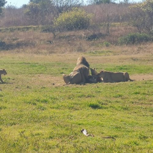 Lion and Rhino Safari with Wonder Cave Day Tour