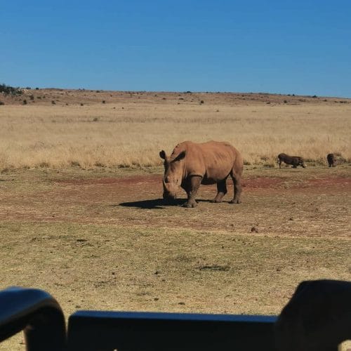 A rhinoceros stands on a grassy plain under a clear blue sky, with dry, open savannah stretching out in the background. There is a vehicle in the foreground, with part of a persons arm visible.