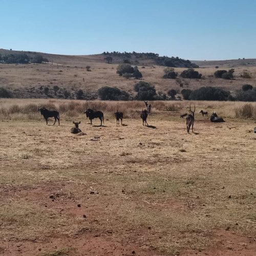 A herd of antelope rests on a dry, grassy plain under a clear blue sky. Rolling hills and sparse trees are visible in the background.