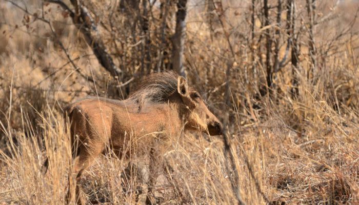 A warthog standing in dry, grassy terrain with leafless trees in the background. The warthogs distinctive mane is visible, and the scene has a natural, arid appearance.