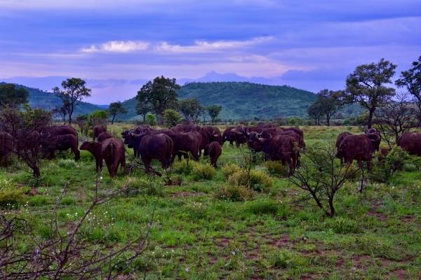 A herd of buffalo grazes on a lush green savanna at Pilanesberg Safari, set against a backdrop of rolling hills and a cloudy purple sky. Sparse trees dot the landscape, adding to the serene natural scene.