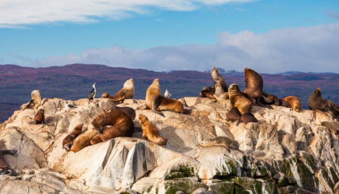 camps bay A group of sea lions lounging on rocky terrain with a backdrop of mountains and a partly cloudy sky creates the perfect scene for a Cape Peninsula tour. Some sea lions rest as others stay alert, while a few birds are perched nearby, completing this breathtaking coastal vista.