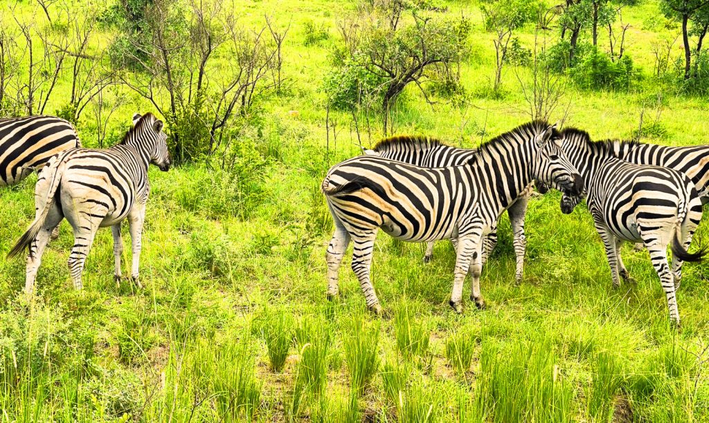 A group of zebras stands together in a lush, green grassy field, their distinctive black and white stripes contrasting beautifully against the vibrant landscape. Experience this breathtaking scene on a 3-day safari from Cape Town, where trees and shrubs frame the zebras under a bright sky.