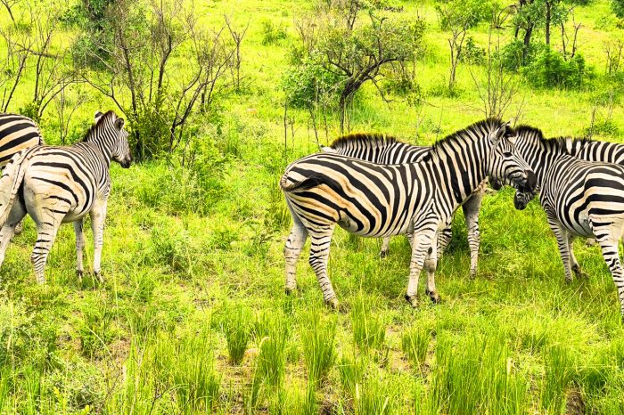 3 Day Kruger Safari from Cape Town