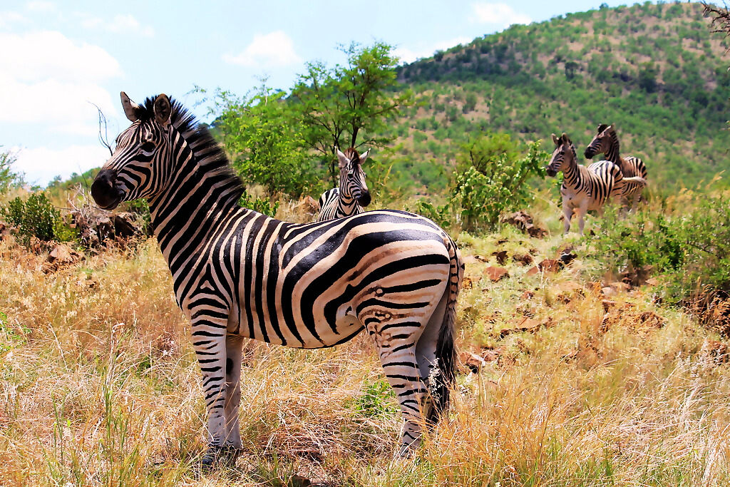 A group of zebras stands in a grassy area with scattered rocks and bushes on a Pilanesberg safari. One zebra is in the foreground, while three others are in the background. A green, tree-covered hill rises under a partly cloudy sky.