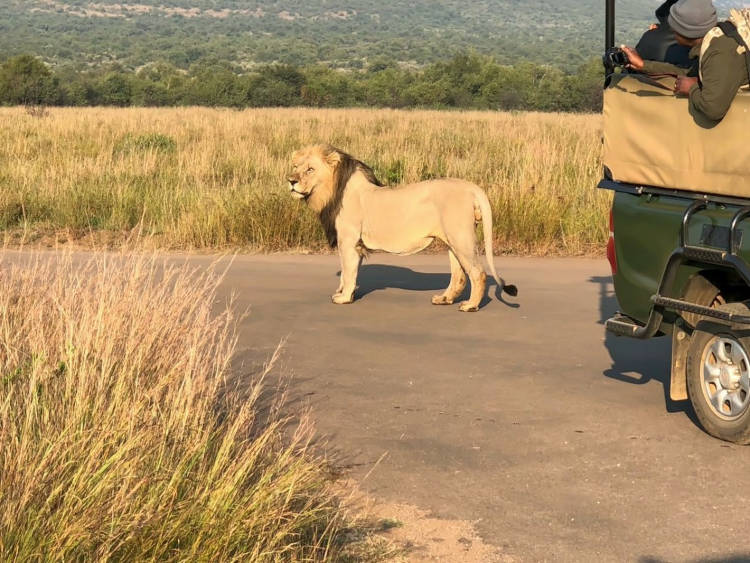 Pilanesberg National Park Open Vehicle Safari