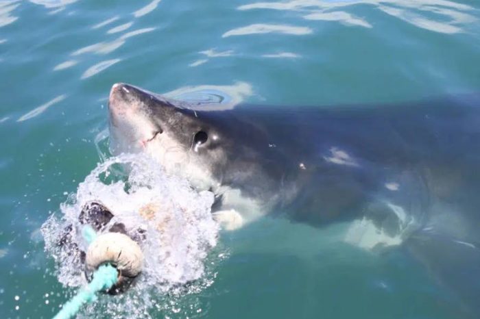 Great White Shark Biting Lure - Gansbaai South Africa