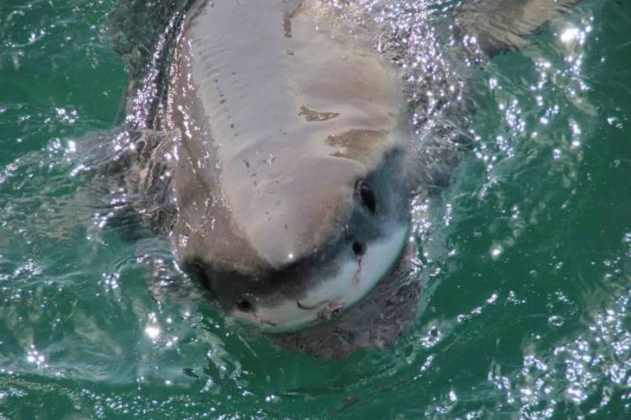 Cage diving with great white sharks, Gansbaai, South Africa