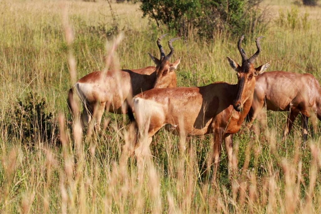 Tsessebe, Pilanesberg National Park, South Africa