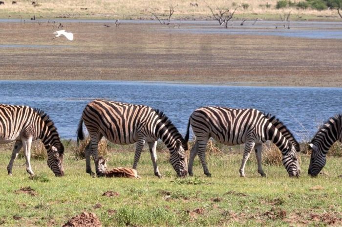 Zebras in Pilanesberg