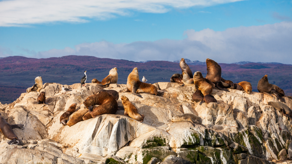 A group of sea lions lounging on rocky terrain with a backdrop of mountains and a partly cloudy sky creates the perfect scene for a Cape Peninsula tour. Some sea lions rest as others stay alert, while a few birds are perched nearby, completing this breathtaking coastal vista.