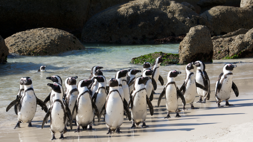 A group of penguins stands on a sandy beach near the water, with rocky boulders in the background, resembling a scene straight from a Cape Peninsula tour. They gather closely together, some facing different directions under the sunlight.