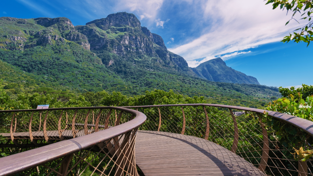 A scenic view of a wooden walkway winding through lush green treetops, reminiscent of a Cape Peninsula tour, set against a backdrop of majestic mountains under a bright blue sky with wispy clouds.