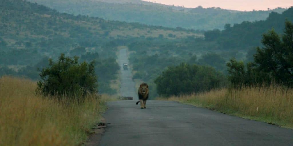 A lion strolls down a paved road, flanked by grasslands and bushes, on its majestic transfer to the Pilanesberg National Park. The landscape unfolds with rolling hills beneath a cloudy sky, while a vehicle lingers in the distance.