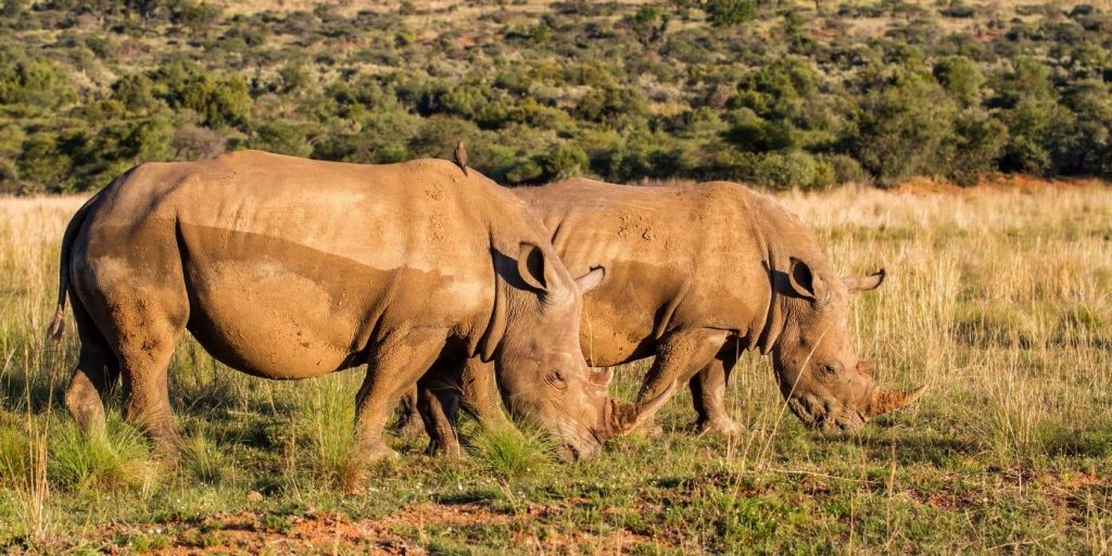 Two rhinos graze on grass in a sunlit savanna at Pilanesberg National Park, with trees and shrubs as a serene backdrop. The majestic creatures move slowly, their large bodies casting shadows on the expansive ground.