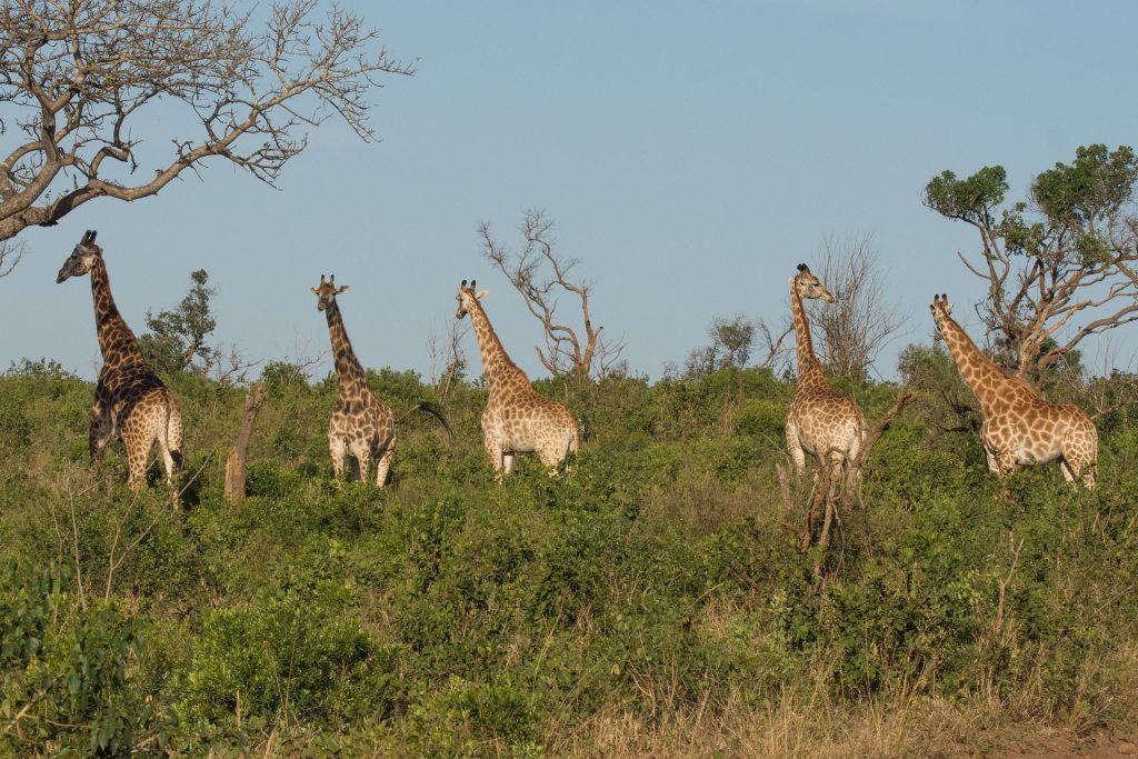 A group of giraffes stands among green bushes and sparse trees under a clear blue sky in a savannah landscape, capturing the essence of a travel guide to South Africa.