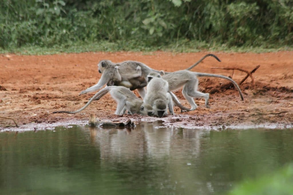 A group of monkeys gathers at the edge of a pond in South Africa, drinking water. The background is a mix of lush green foliage and reddish-brown soil, offering a perfect snapshot for any travel guide to this vibrant land.