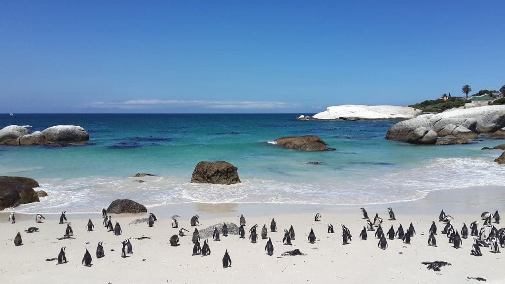 A vibrant beach scene showcases a group of penguins standing on the white sand, highlighted in a travel guide to South Africa. The turquoise ocean waves gently caress the shore, and large rocks dot the coastline beneath a clear blue sky.