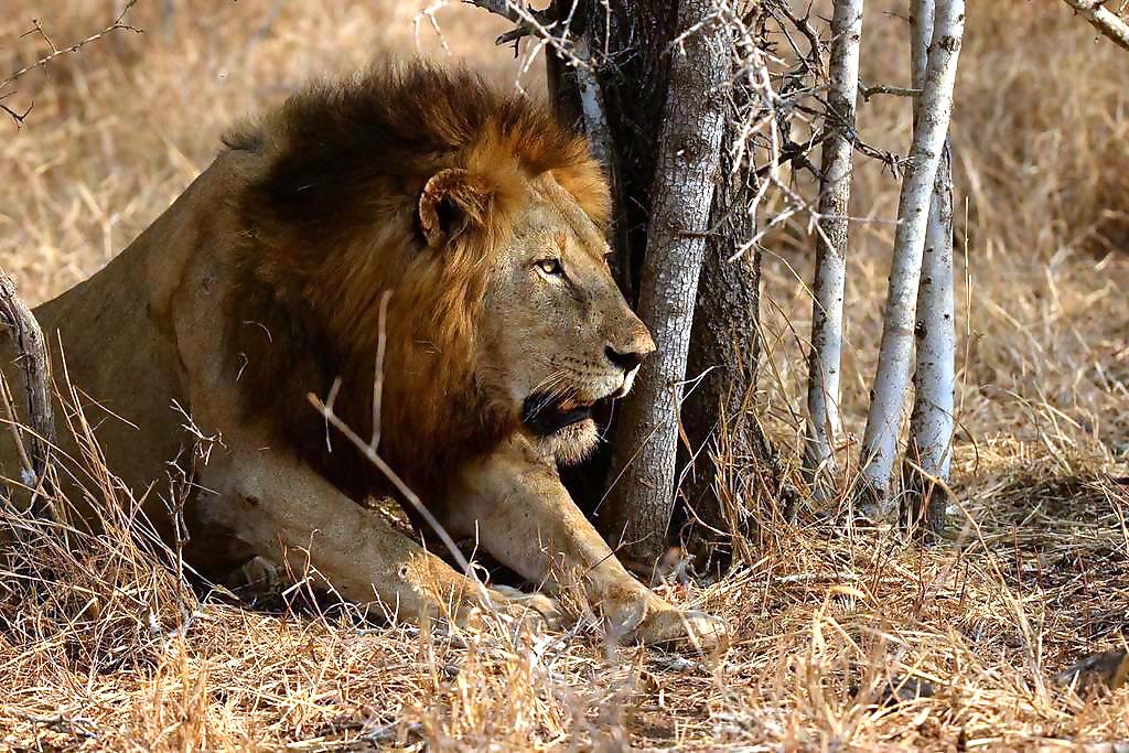 A male lion rests under the shade of trees, surrounded by dry, brown grass, much like the wild outskirts near Johannesburg. Its thick, dark mane flows majestically as it gazes attentively at something in the distance. The scene conveys a profound sense of calm in a natural savanna setting.