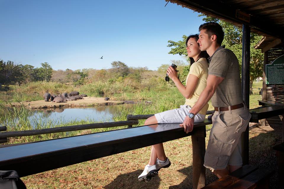 A couple stands on a wooden platform at Kruger National Park Safari, observing wildlife with binoculars. In the background, a group of hippos is visible near a waterhole surrounded by lush greenery under a clear blue sky. This unforgettable moment epitomizes the magic of safari accommodations.