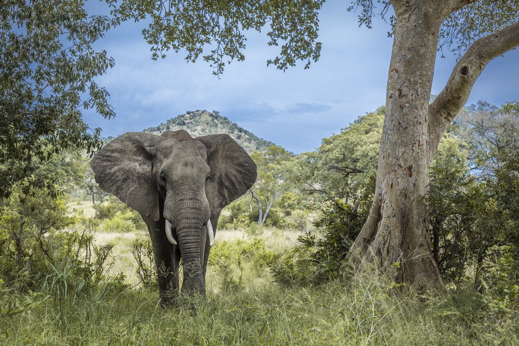 Kruger National Park